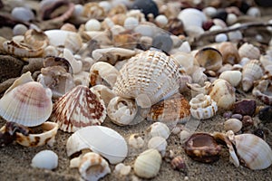 close-up of shells and other beachcombing treasures