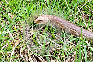 Sheltopusik legless lizard or Pseudopus apodus photo