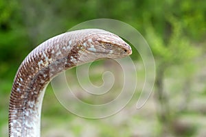 Sheltopusik legless lizard or Pseudopus apodus photo