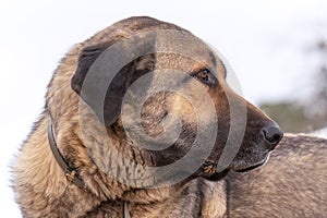 pyrenean mastiff shepherd dog photo