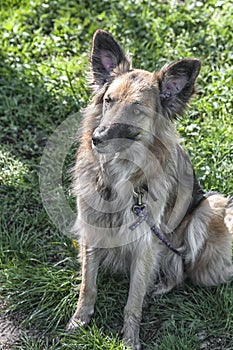 Close up of a shepherd dog sitting near a meadow