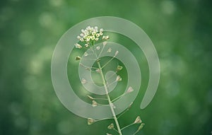 Close up of shepherd`s purse Capsella bursa-pastoris on springtime. Flower of Shepherd purse. Meadow in spring