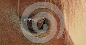 Close up of a Shetland pony horse eye.
