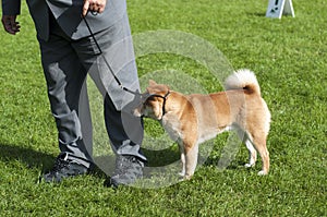 Close up on shiba inu dog on the competition