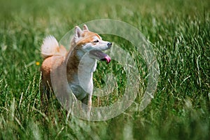 Close up on shiba inu dog on grass