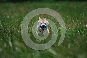 Close up on shiba inu dog on grass