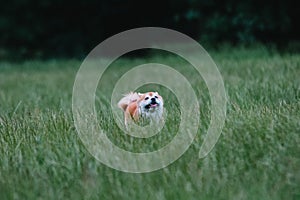 Close up on shiba inu dog on grass