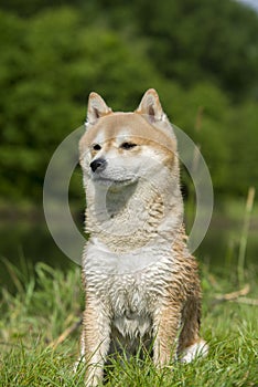 Close up on shiba inu dog