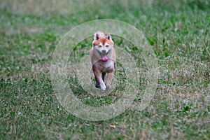 Close up on shiba inu dog on grass