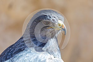 Close-up of Shield Eagle Geranoaetus melanoleucus adult. Also called blackberry, paramuna, moor eagle, black-eyed eagle, black-