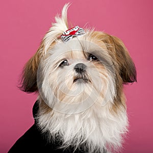 Close-up of Shih Tzu, 5 months old