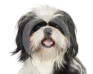 Close-up of a Shih tzu panting, looking at the cam