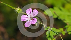 Close up of Shining Cranesbill B