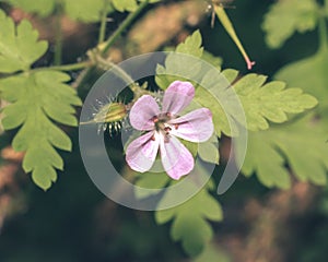 Close up of Shining Cranesbill D