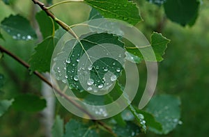 A close up of shining raindrops on the surface of an aspen leaf