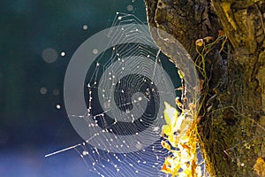 Close up of shining spider web at tree trunk bark with bright glowing leaves in autumn sun blurred blue background near Roermond,