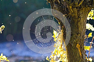 Close up of shining spider web at tree trunk bark with bright glowing leaves in autumn sun blurred blue background near Roermond,