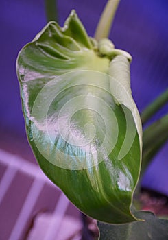 Close up of the shiny and curly leaf of Philodendron Rugosum Aberrant