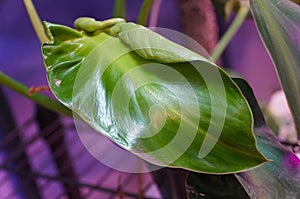 Close up of the shiny and curly leaf of Philodendron Rugosum Aberrant