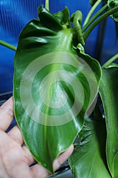 Close up of wavy and curly green leaf of Philodendron Rugosum Aberrant form photo