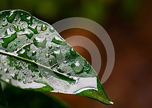 Close up of shiny green leaf covered with rain droplets. Used differential focus
