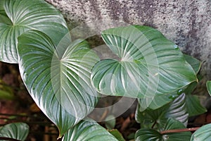 Close up of the shiny love-shaped leaf of Homalomena Rubescens