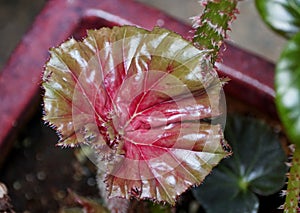 Close up of a shiny red and green juvenile leaf of Rhizomatous Begonia plant