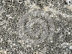 shipworm on cement floor