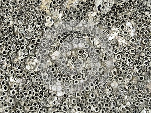 shipworm on cement floor