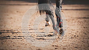 Close-up of the shod hooves of a black elegant horse with a long tail, which quickly runs at a gallop on a sandy arena