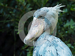 Close up Shoebill, Balaeniceps rex, also known as whalehead or shoe-billed stor