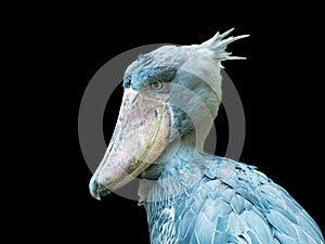 Close up Shoebill, Balaeniceps rex, also known as whalehead or shoe-billed stork