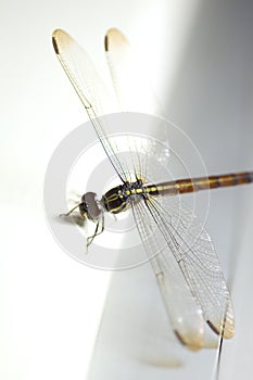 Close up shoot of a anisoptera dragonfly