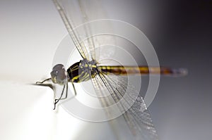 Close up shoot of a anisoptera dragonfly