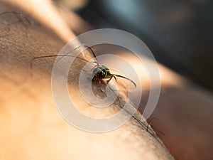 Close up shoot of Bactrocera dorsalis