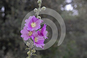 Close-up shoot of bristly hollyhock flower. Blurred Background
