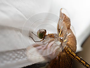 Close up shoot of a brown dragonfly