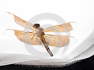 Close up shoot of a brown dragonfly