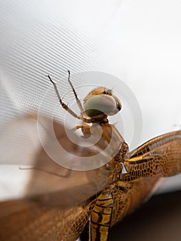 Close up shoot of a brown dragonfly