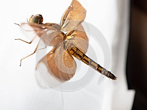 Close up shoot of a brown dragonfly