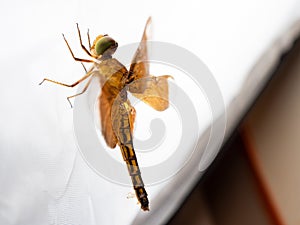 Close up shoot of a brown dragonfly