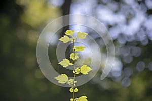 Close up shoot of the leaves of vitis vinifera