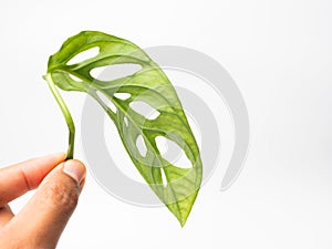 Close up shoot of monstera leafs