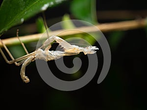 Close up shoot of a praying mantis