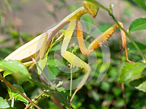 Close up shoot of a praying mantis