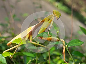 Close up shoot of a praying mantis