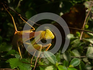 Close up shoot of a praying mantis