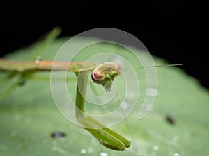 Close up shoot of a praying mantis