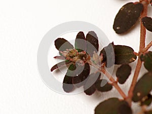 Close up shoot of Prostrate Spurge plants