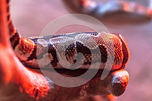 Close-up shoot of an python under pink and red light